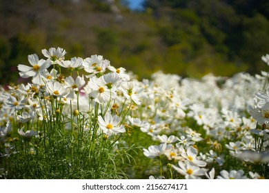 White cosmos flowers fields on summer, White cosmos, Summer cosmos flowers, Cosmos flower background.