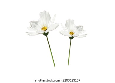 White cosmos on white backgroud, Clipping path - Shutterstock ID 2203623159
