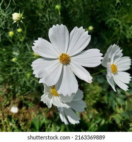 White Cosmos Purity Flower Edible Garden