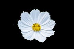 White Cosmos With Yellow Pollen Isolated On Black Background