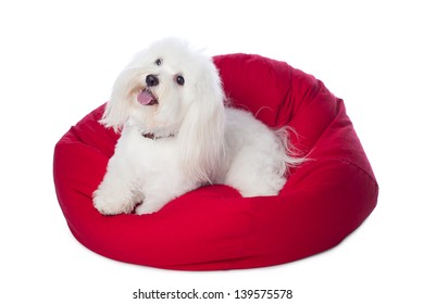 A white Coton de Tulear dog, lying on a red bean bag. This rare breed is related to the Bichon Tenerife and Tenerife Terrier. Shot in the studio and isolated on a white background.