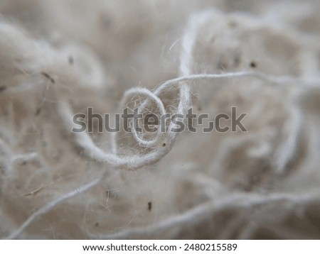 Similar – Image, Stock Photo Delicate macro shot of a half-withered, orange lampion flower with a network of leaf veins