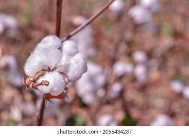 White Cotton Bud On A Cotton Field, Close Up, Outdoor Photography	