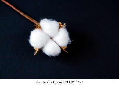 White cotton flower on black background