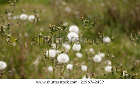 White cotton flower seeds plant