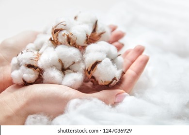 White Cotton Flowers In The Hands