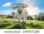 White cow among herd in a grass field. Close-up Backlighting picture with blue sky and sun behind horns.