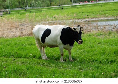 White Cow Black Spots Grazes On Stock Photo 2183086327 | Shutterstock