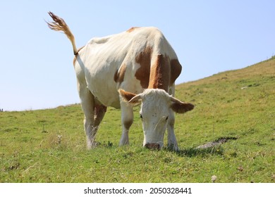 A white cow with brown spots wagging tail on a mountain pasture, eating green grass below blue sky