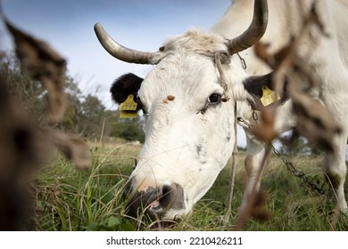 White Cow Chewing Grass In The Meadow.