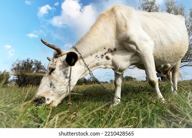 White Cow Chewing Grass In The Meadow.