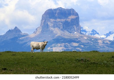 White Cow With Chief Mountain