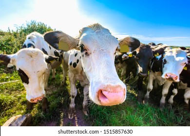 White Cow Close Up Portrait On Pasture.Farm Animal Looking Into Camera With Wide Angle Lens.Funny, Cute And Adorable Moo.Cattle Uk.Big, Oversized And Pink Cow Nose.