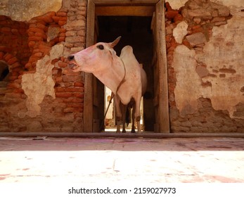 A white cow covered with colors during the Holi Hindu festival in Lord Krishna Temple