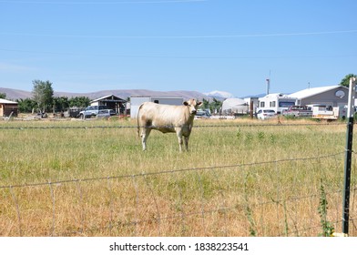 White Cow In A Farm In Yakima.