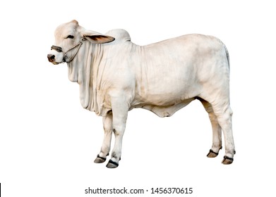 
White Cow Isolated On White