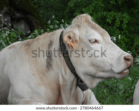  A white cow lying down with its head lowered, chewing the cud under a tree 
