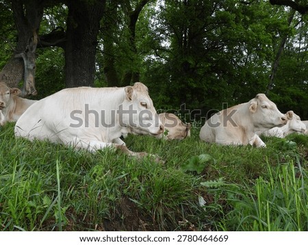  A white cow lying down with its head lowered, chewing the cud under a tree 