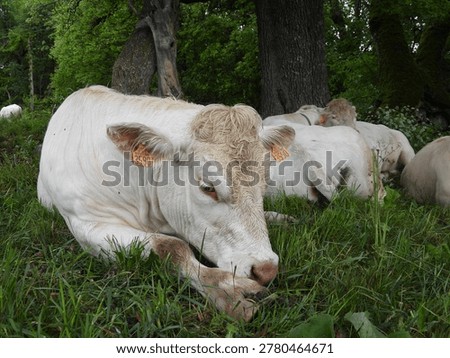  A white cow lying down with its head lowered, chewing the cud under a tree 