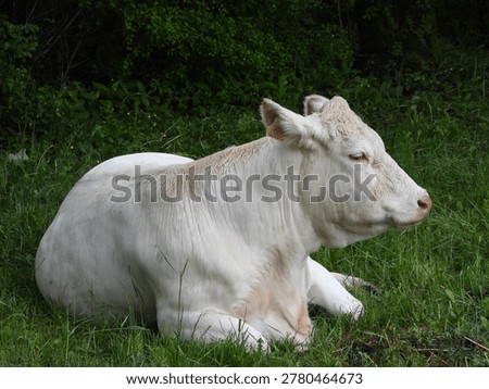  A white cow lying down with its head lowered, chewing the cud under a tree 