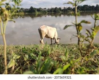 A White Cow Near The Barak River Assam,India