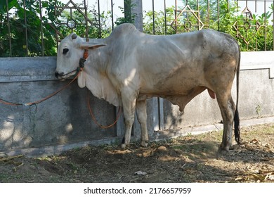 6,688 Cow qurban Images, Stock Photos & Vectors | Shutterstock