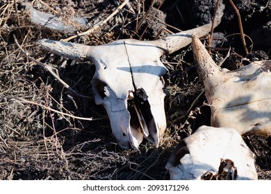 White Cow Skull With Horns Lies In The Grass Among Other Bones. Concept Of Death, Slaughterhouse Waste And Waste, Boho And Occult Style