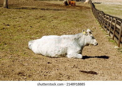 A white cow sleeps and watches on a spring day