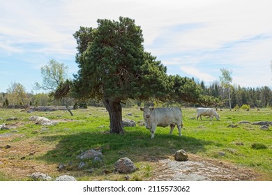 White cow under tree on a sunny day.