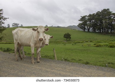 White Cows