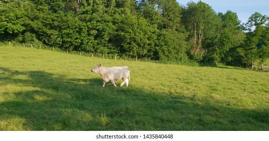white cows in the field