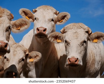White cows in the French countryside