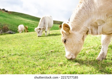 White cows grazing at the mountain pasture - Fine Romagna cattle breed on the Italian hills - Concept of sustainable animal husbandry Image