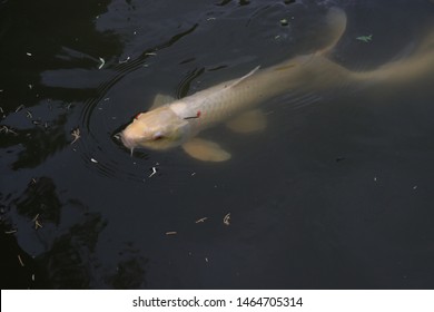 White Coy Fish Swimming In A Pond With Pine Needles On The Surface