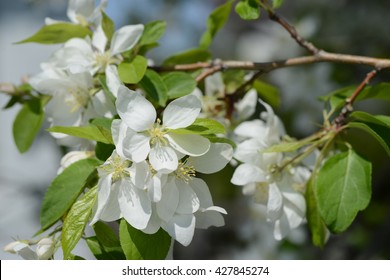 White Crab Apple Tree Blossoms.