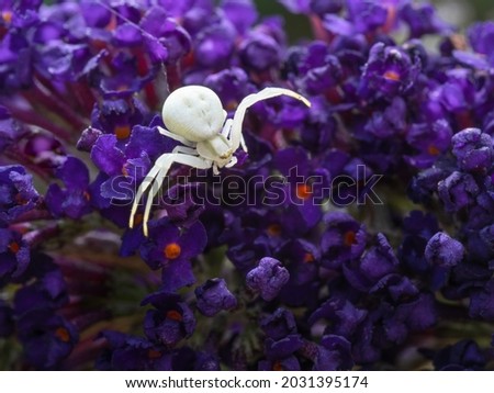 White Crab spider, Misumena vatia on deep purple flowers of Butterfly Bush ie Buddleia davidii. Macro.