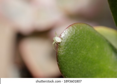 White Crab Spider On A Succulent Leaf. This Australian Spider Species Ranges From South-east QLD To At Least Sydney In NSW. Macro Lens Close-up With Defocused Background. Series