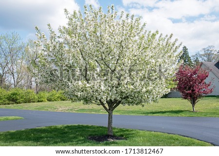 White Crabapple Tree in Full Bloom in Springtime