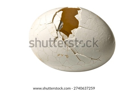 White Cracked Egg Shell Broken Bird Egg Isolated on White Background