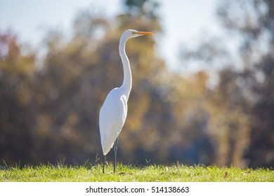 A White Crane Bird