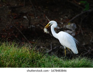 A White Crane Bird Eating A Fish In Lake.