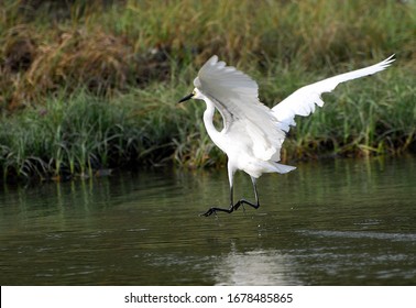 1,084 Catching crane fish Images, Stock Photos & Vectors | Shutterstock