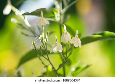 White crane flower on natural background.