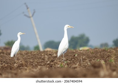 White Cranes Searching Food On The Wet Farm Field During The Summer Season
