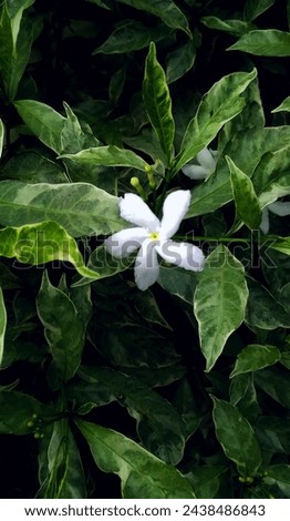white crape jasmine flower on variegated leaves, tabernaemontana divaricata