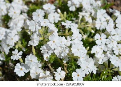 White Creeping Phlox flowers - Latin name - Phlox subulata Alba