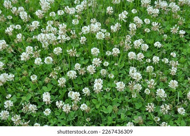 El trébol blanco (trifolium repens) crece en la naturaleza en verano