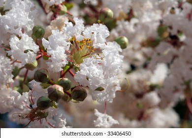White Crepe Myrtle in Bloom