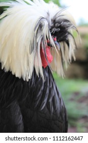 107 White crested black polish rooster Images, Stock Photos & Vectors ...