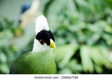 White Crested Turaco